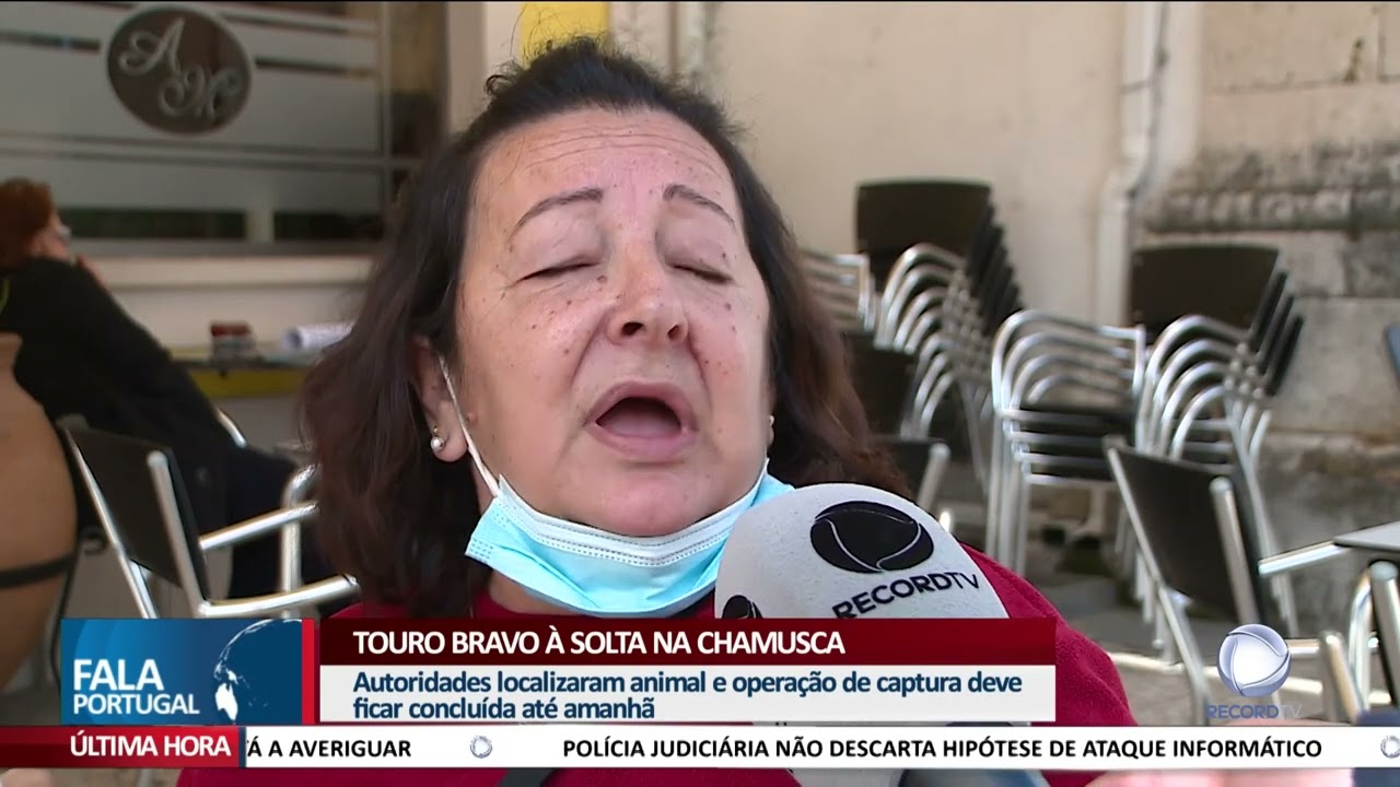 Touro bravo à solta na Chamusca