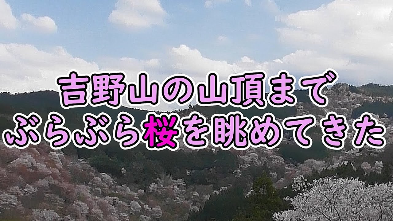 【吉野山】吉野駅から山頂の奥千本までの桜道をぶらぶらと散策してきました