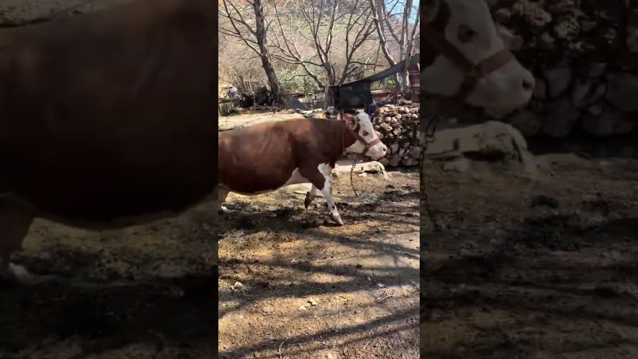 Big Simmental bull 🥩🐄😱 #cow#bullfarm#simmental #minibull#dairy#dairyfarm#babyanimal#dairycalves#fyp