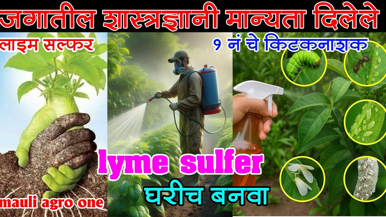 जगातील शास्त्रज्ञ मान्यता दिलेले एक नंबरचा कीटकनाशक लाईम सल्फर