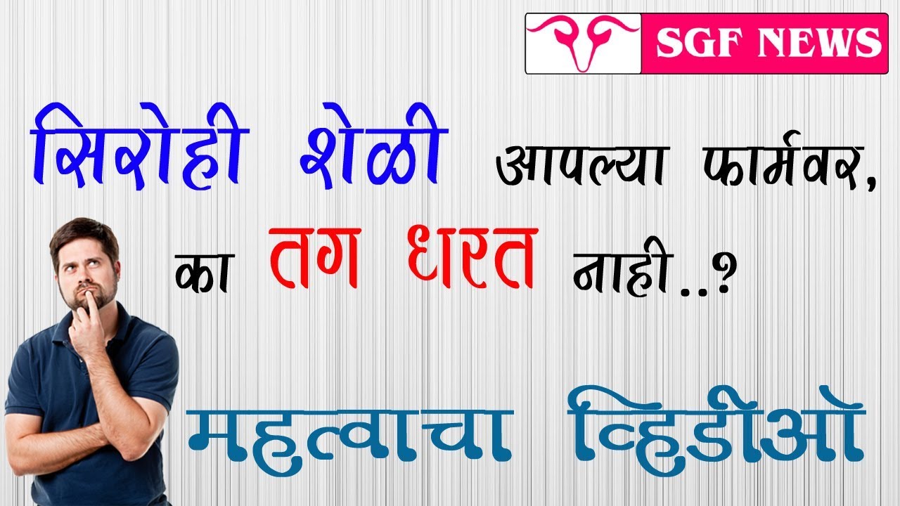 सिरोही / राजस्तानी शेळी आपल्या फार्मवर का तग धरत नाही.  / SGF News