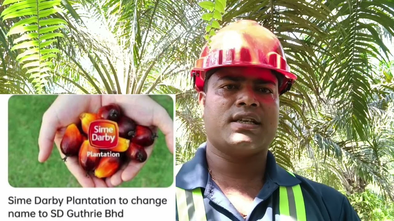 Malaysia Sime Darby Company Name Changing to 2024 | SD GUTHRIE SD PLANTATION