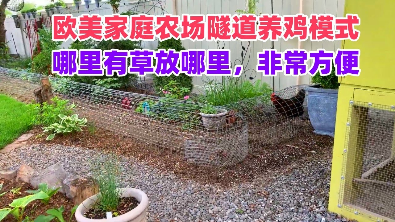 欧美家庭农场隧道养鸡模式，哪里有草放哪里，非常方便