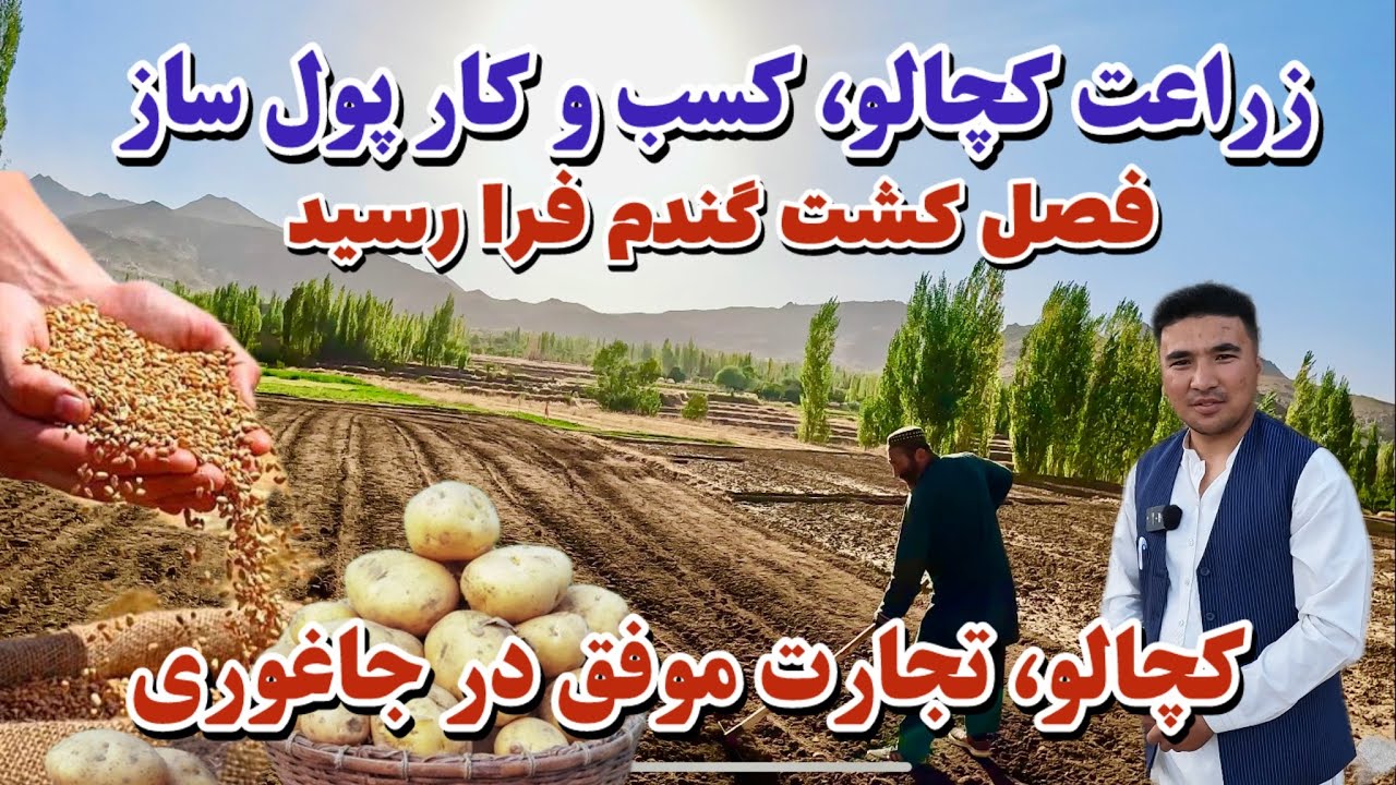استرالیا همینجاست!🙏زراعت کچالو، موفق و پر سود در جاغوری