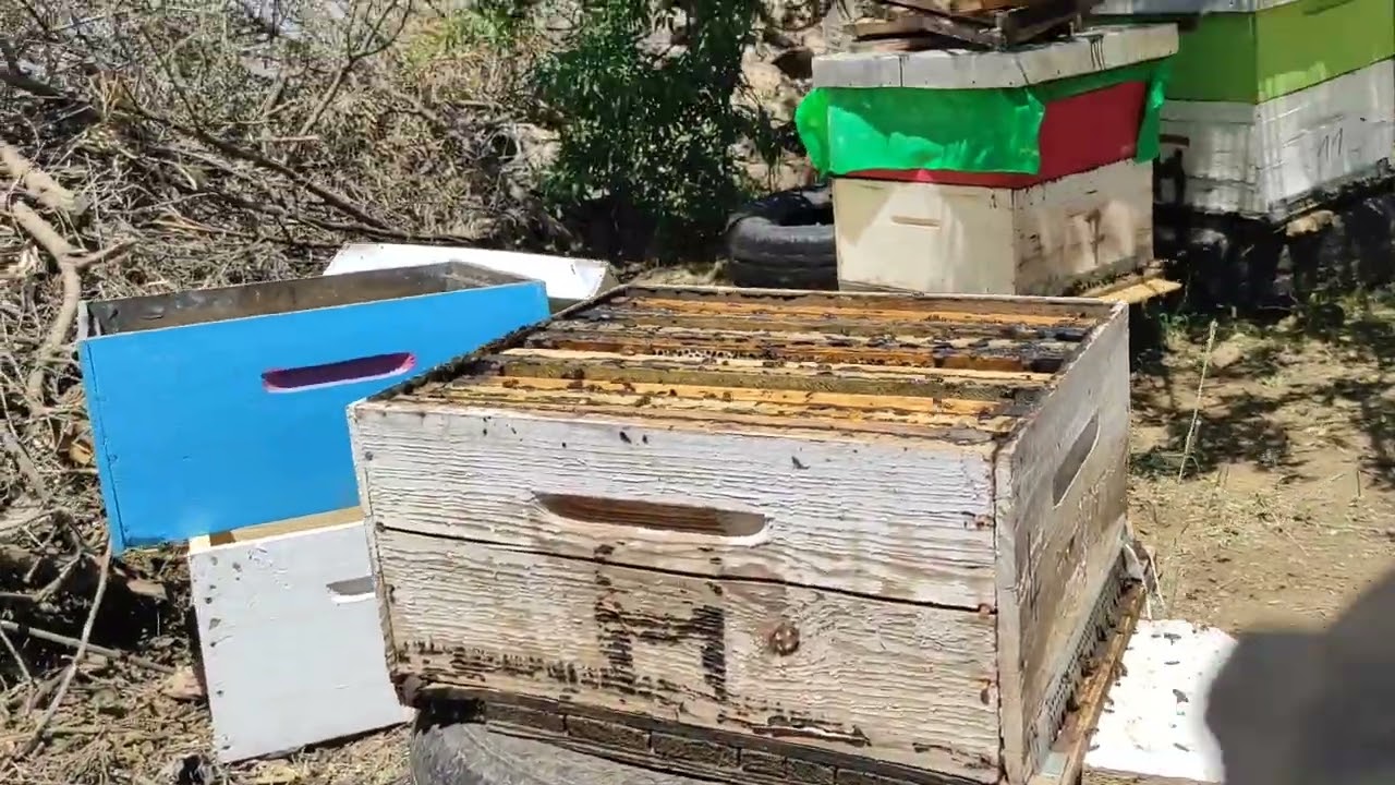 إضافة العاسلة وتشجيع النحل للعمل فيها برفع الحضنة