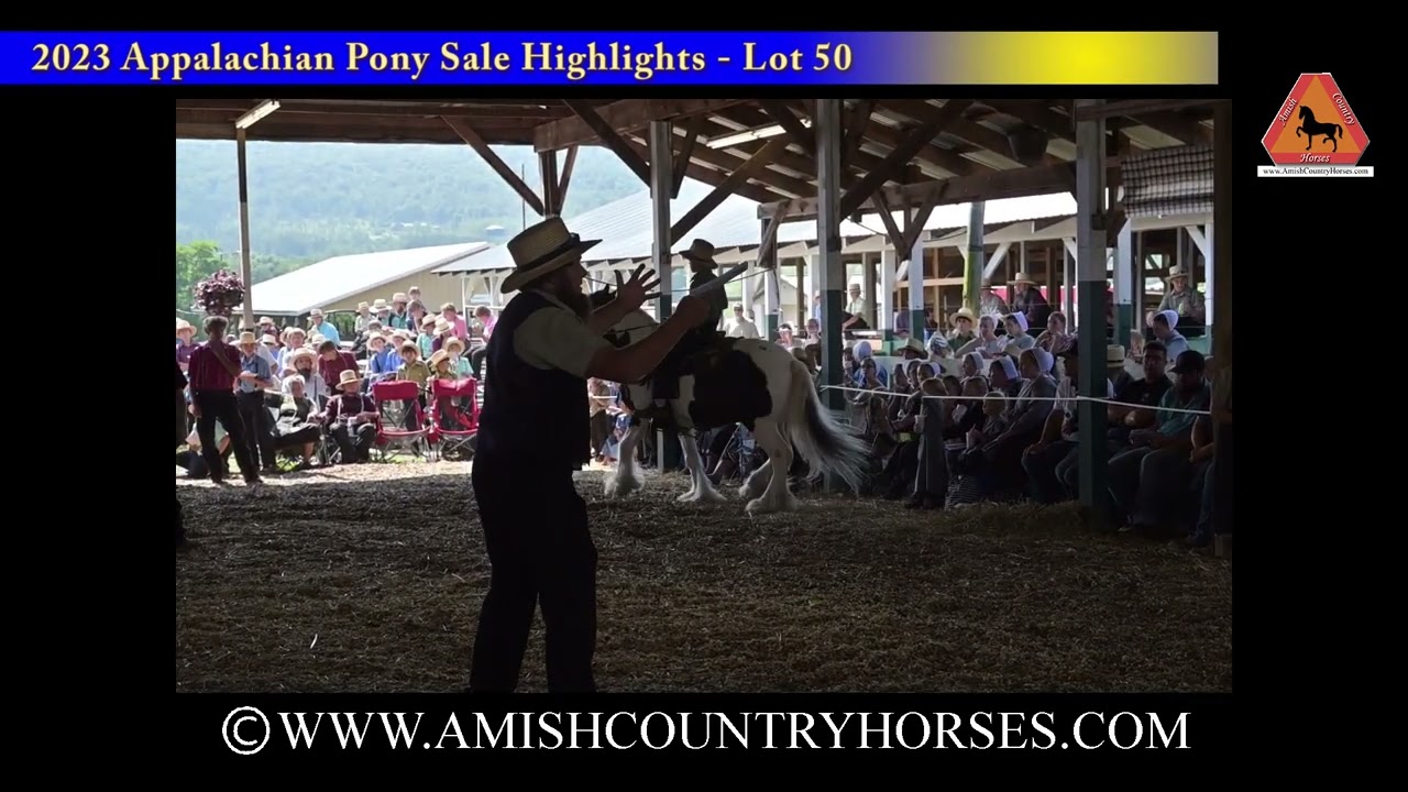 2023 Appalachian Pony Auction Highlights