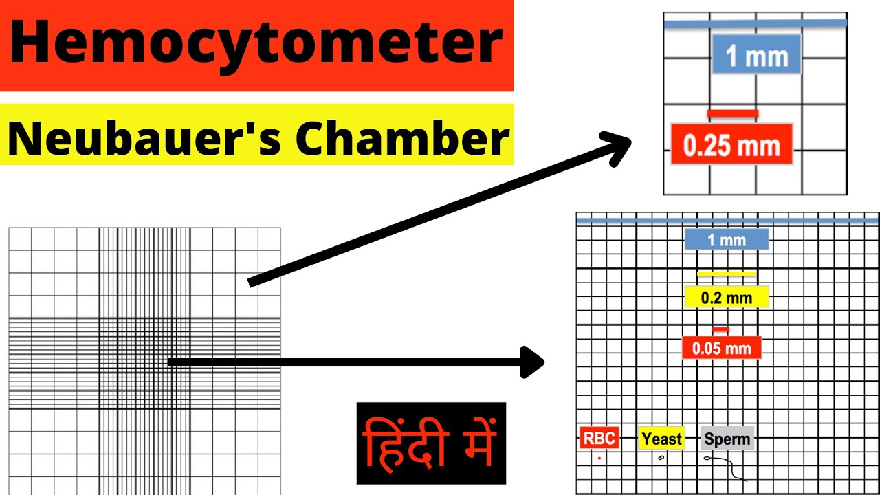 Hemocytometer | Neubauer chamber | RBC count | WBC count | Cell Count | Calculation | Hindi 