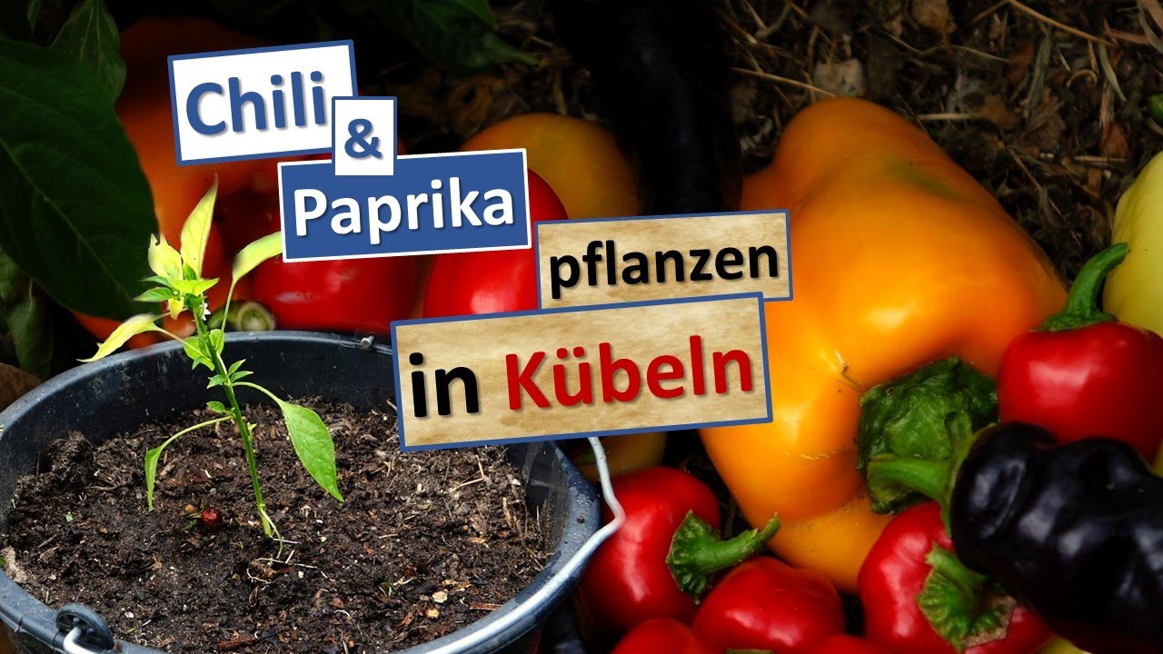 Paprika🌶️ & Chili 🌶️ in Kübel pflanzen statt in Beete