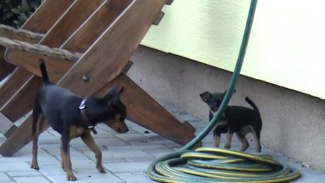 Pražský krysařík, Prague Ratter,  Prager Rattler - Registered kennel breed Royal Vera. Video 5.