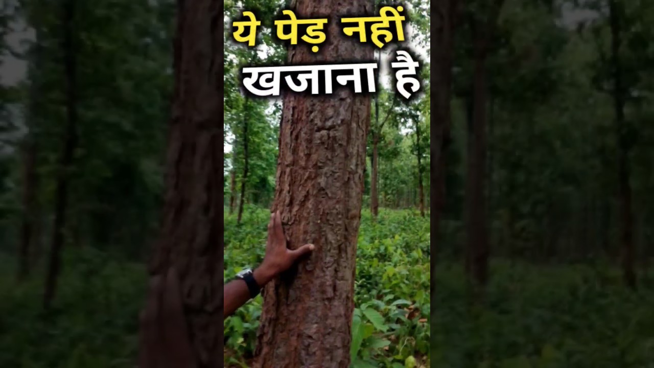 sal tree | #ytshorts #shorts #bikashchakulia