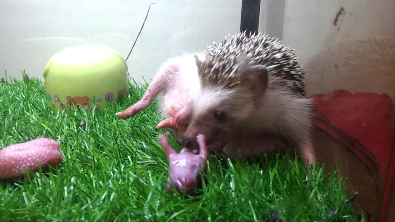 Hedgehog giving birth