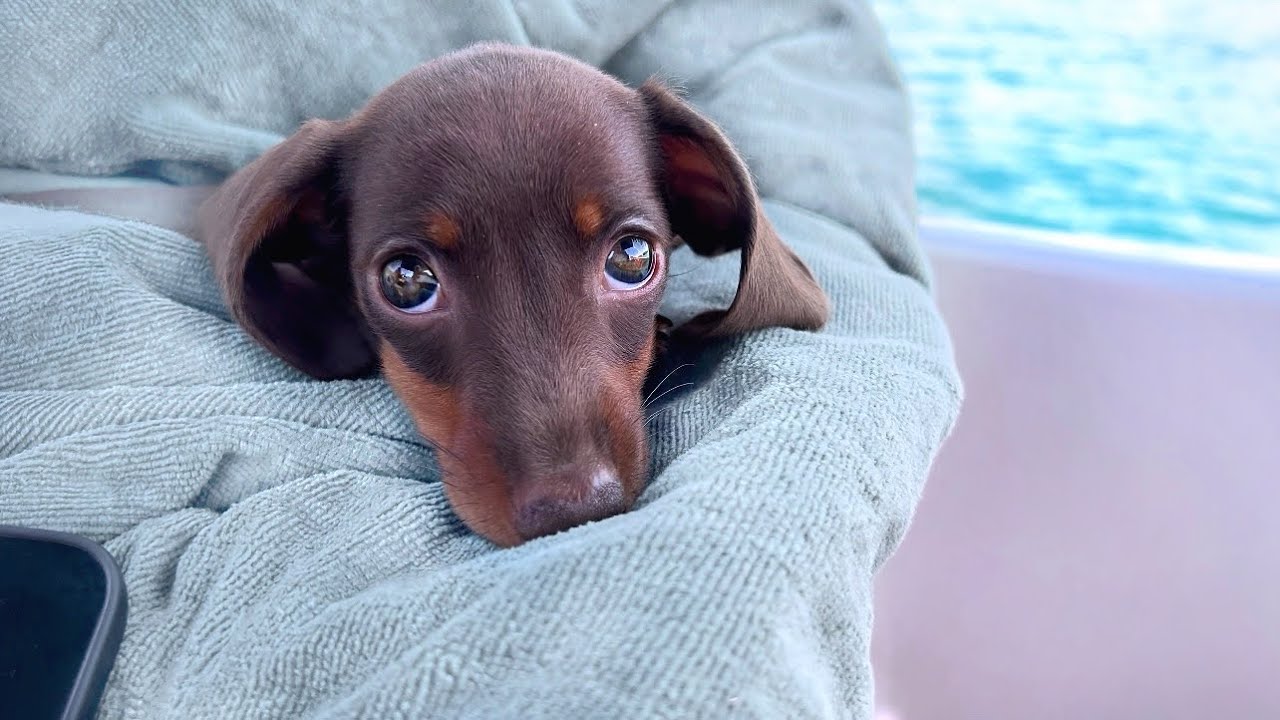 On holiday with a Mini Dachshund puppy- With the boat in the lake.
