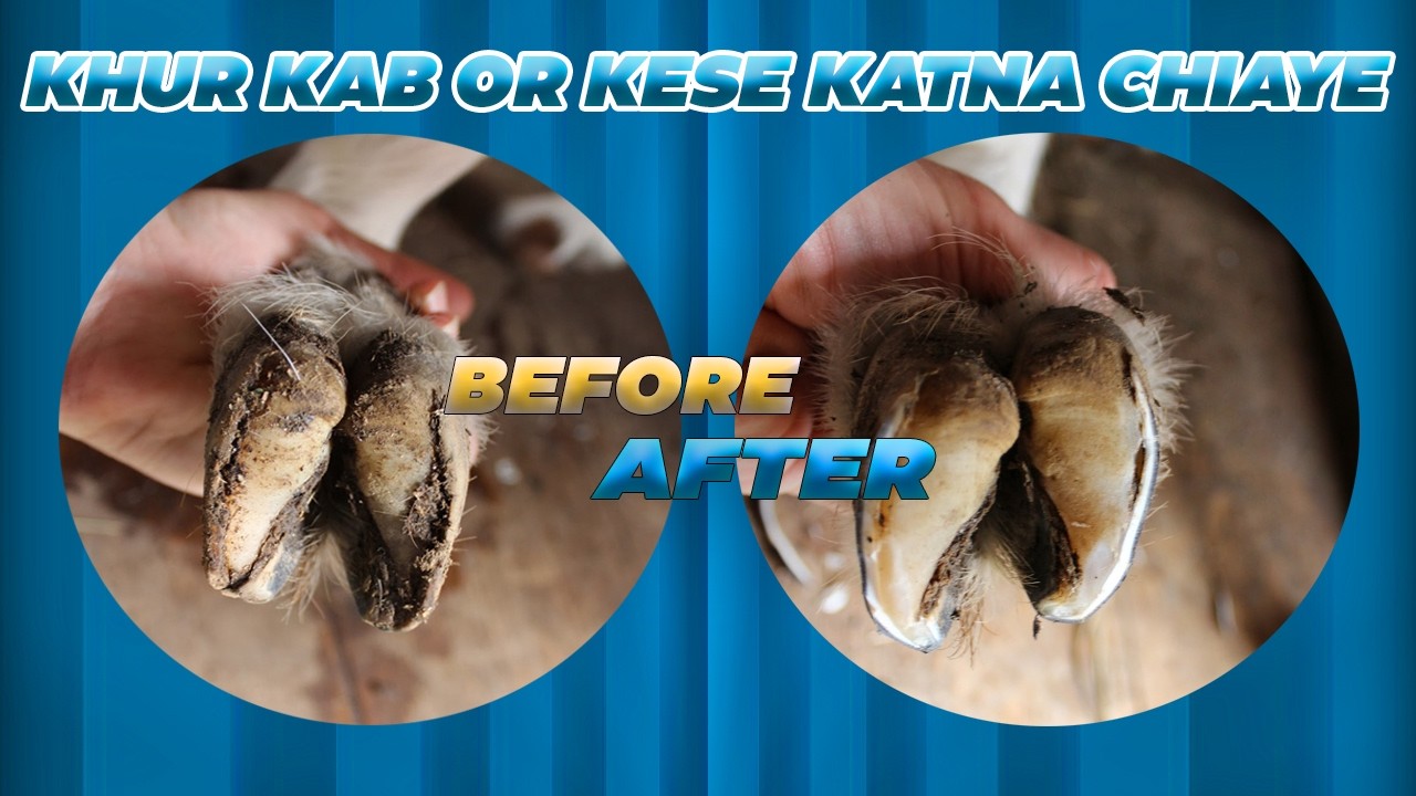 HOW TO TRIM GOAT\SHEEP HOOVES | बकरो के खुर काटना सीखें
