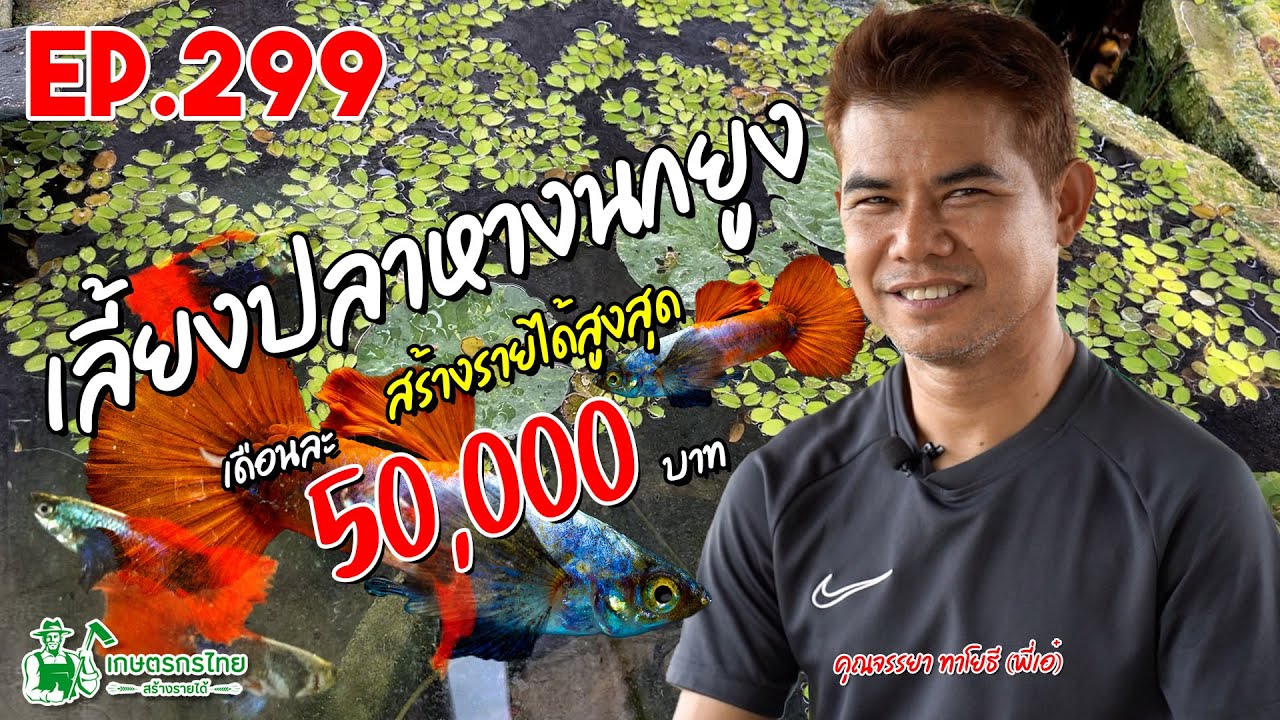 เลี้ยงปลาหางนกยูง จิ๋วแต่แจ๋ว  สร้างรายได้สูงสูด 50,000 บาท/เดือน l เกษตรกรไทย สร้างรายได้ Ep300