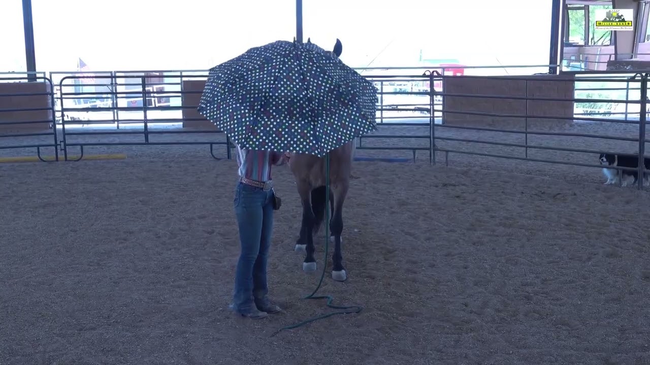 Missouri Fox Trotter “Arlo” in Training at Miller Ranch! Leadership
