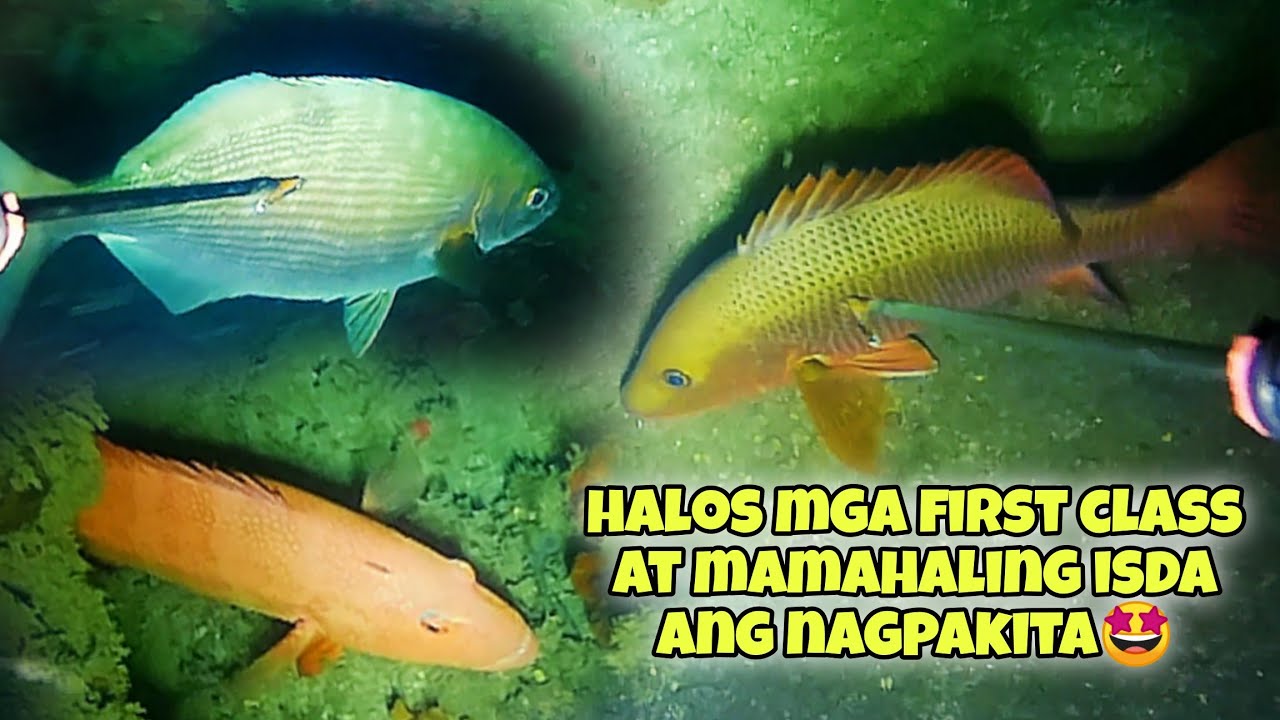HALOS MGA FIRST CLASS AT MAMAHALING ISDA ANG NAGPAKITA🤩 #reupload  #kapanatv #fishing #viral #fish