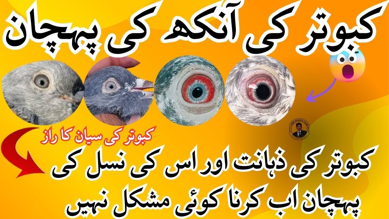 Ustad Baba Sikander | Kabootar ki Aankh ki Pehchan | Kabootar ki sayan ka raz | kabootarbazi