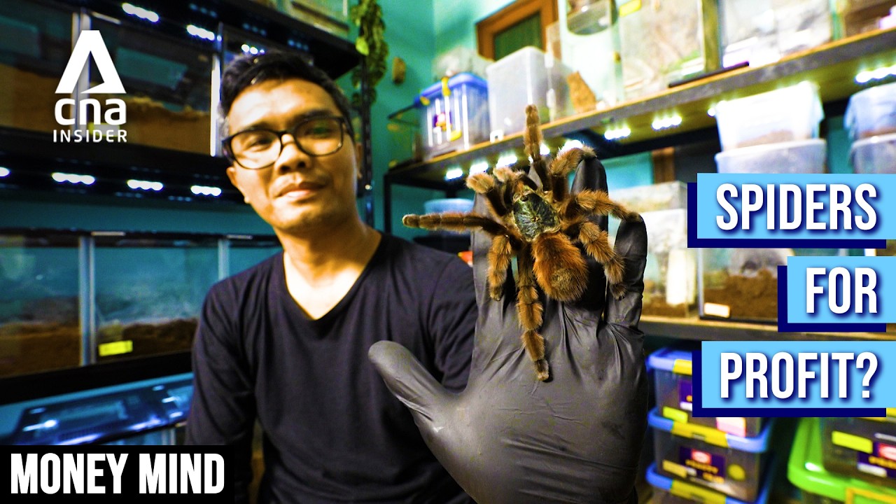 Would You Breed Tarantulas For Money? This Indonesian Did — And It Pays | Money Mind