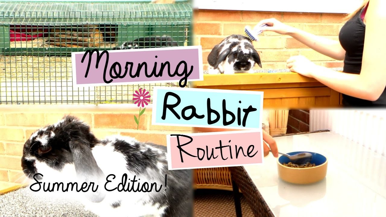 MORNING RABBIT ROUTINE: Summer Edition | RosieBunneh