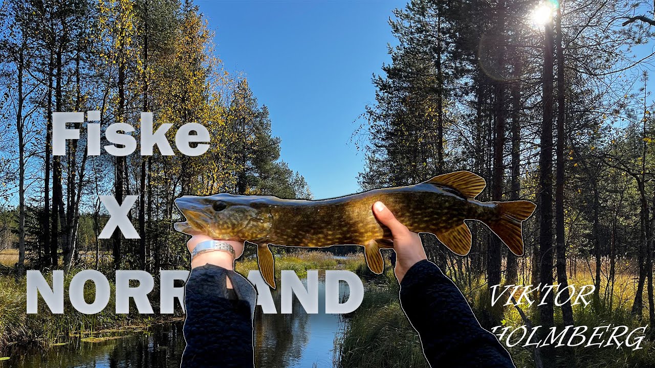 Gäddfiske i Norrland