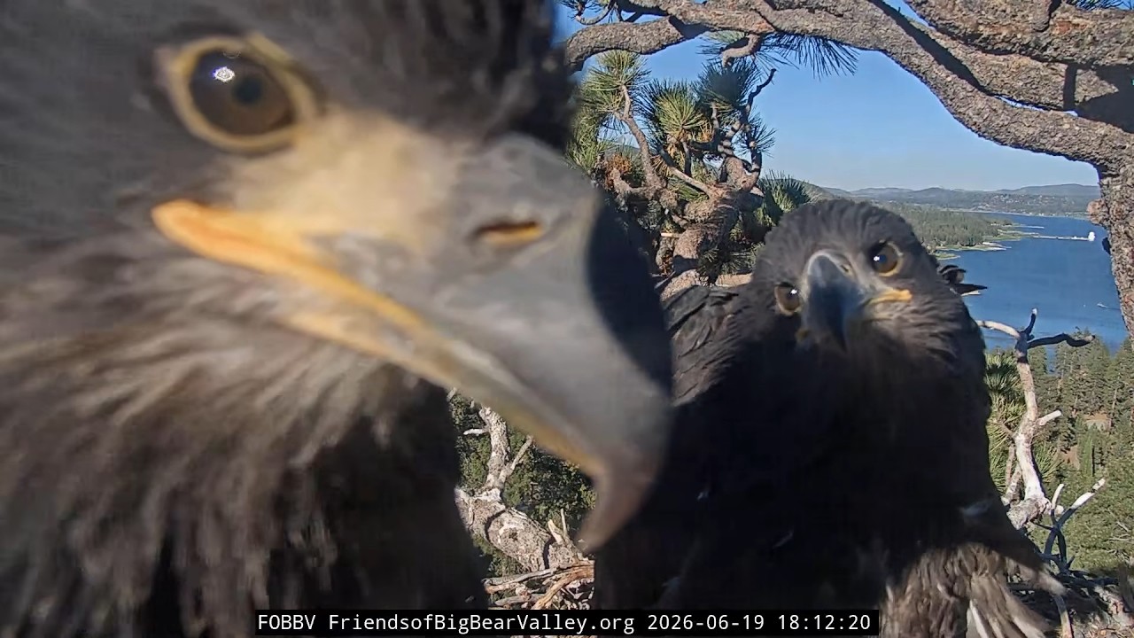 Shadow brings two fish, Luna and Sandy learn to catch the wind 19.06.2026 @FOBBVCAM