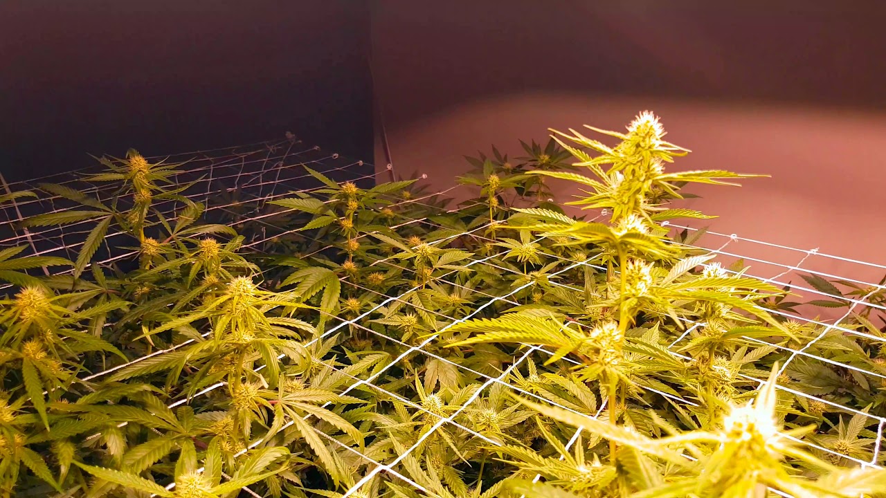 Season 6 Cannabis Multi Grow EP5 LEC & Warehouse Update