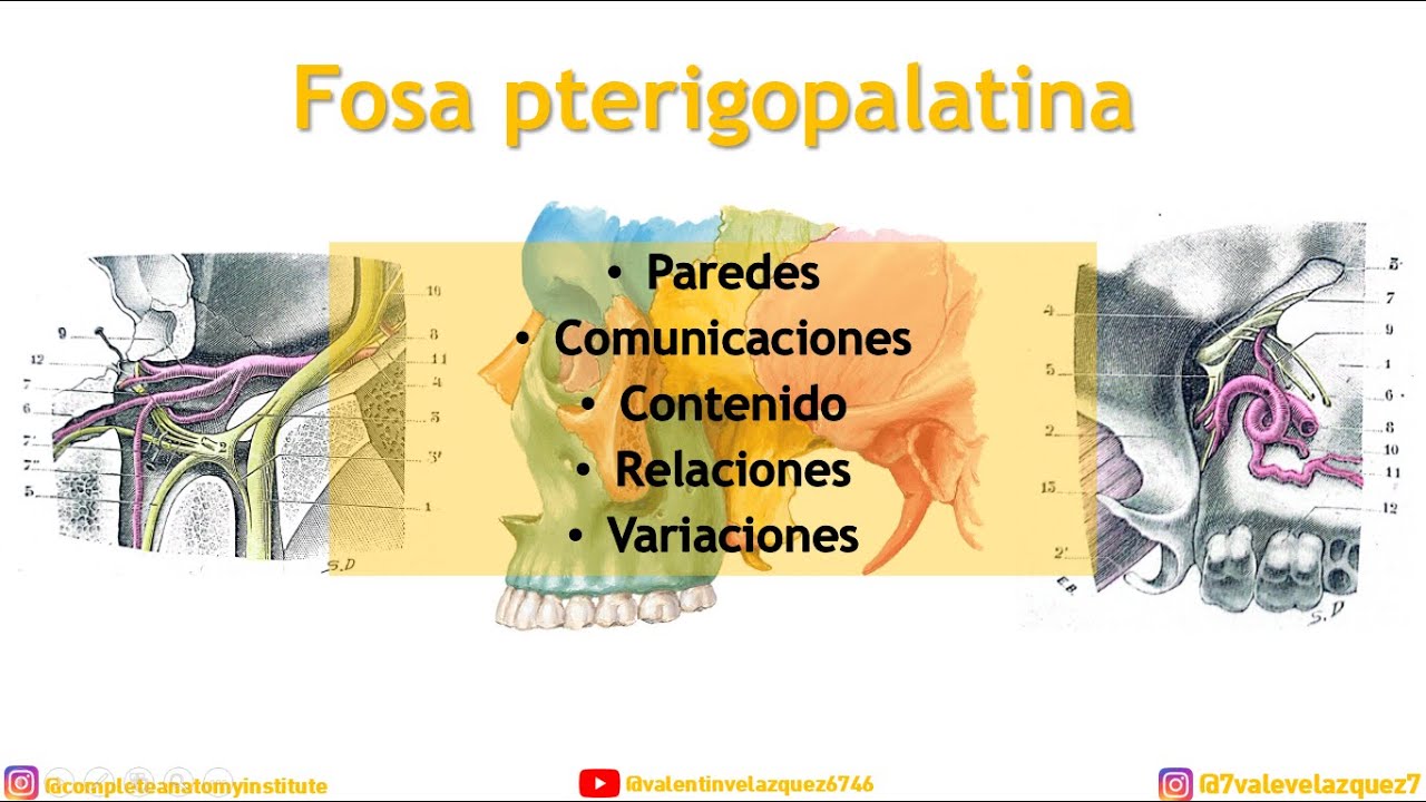 FOSA PTERIGOPALATINA - Comunicaciones, paredes, límites, contenido