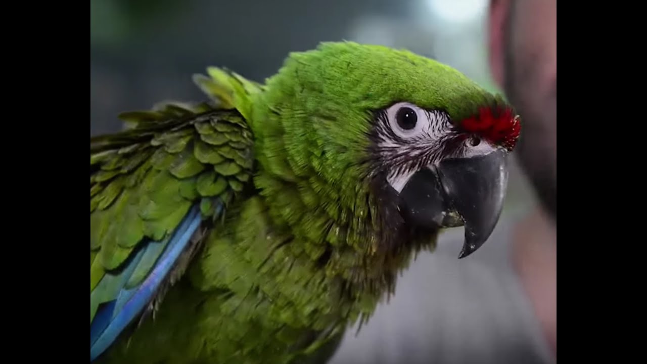 AVES - El guacamayo Ara Militaris. Una especie protegida espectacular
