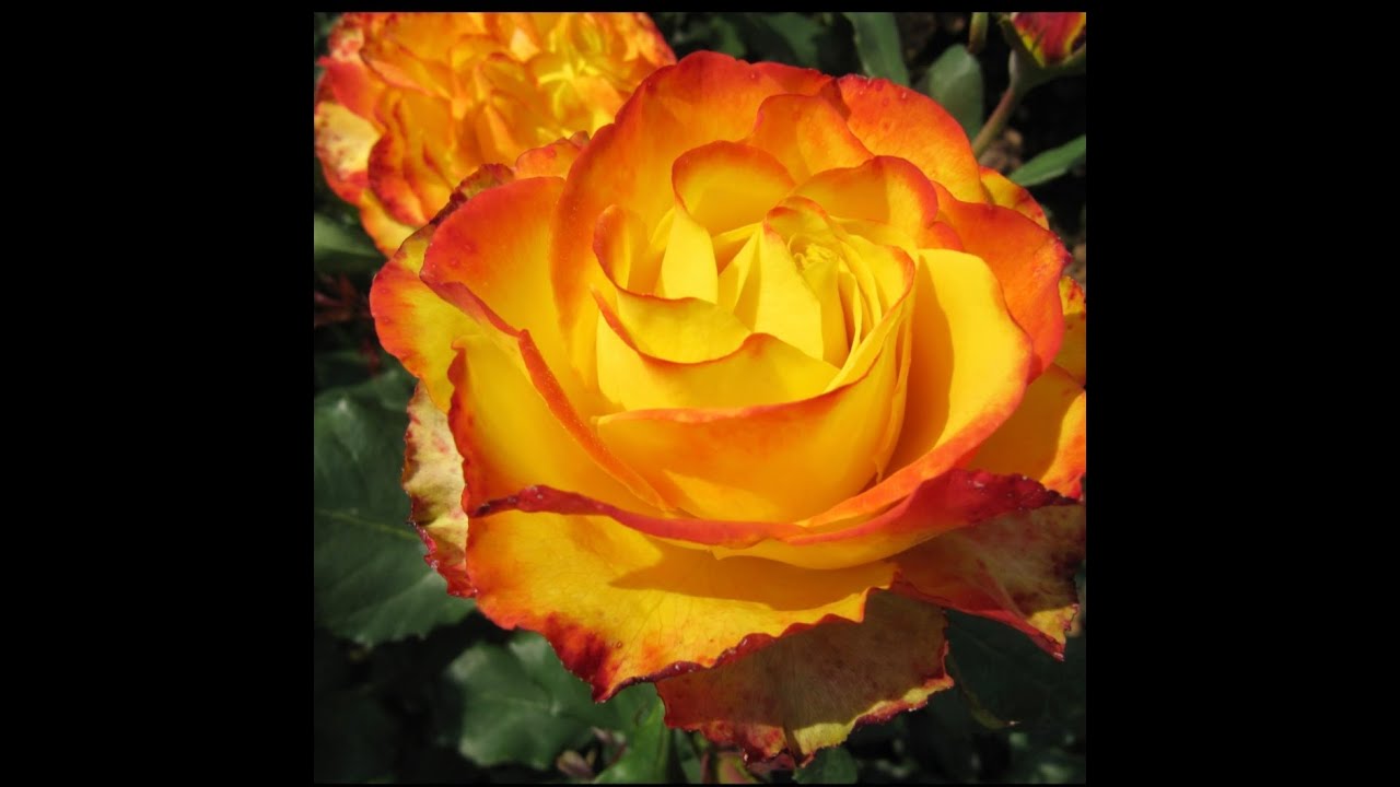 Ramblin'Rose Mothers Day 