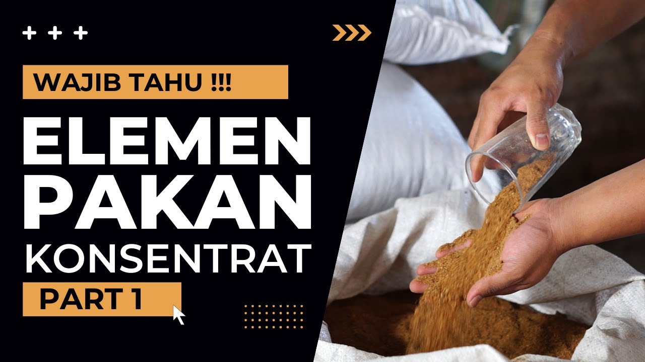 Bahan Pakan Konsentrat Ternak  Kambing Domba Yang Wajib Kamu Tahu !! Part 1