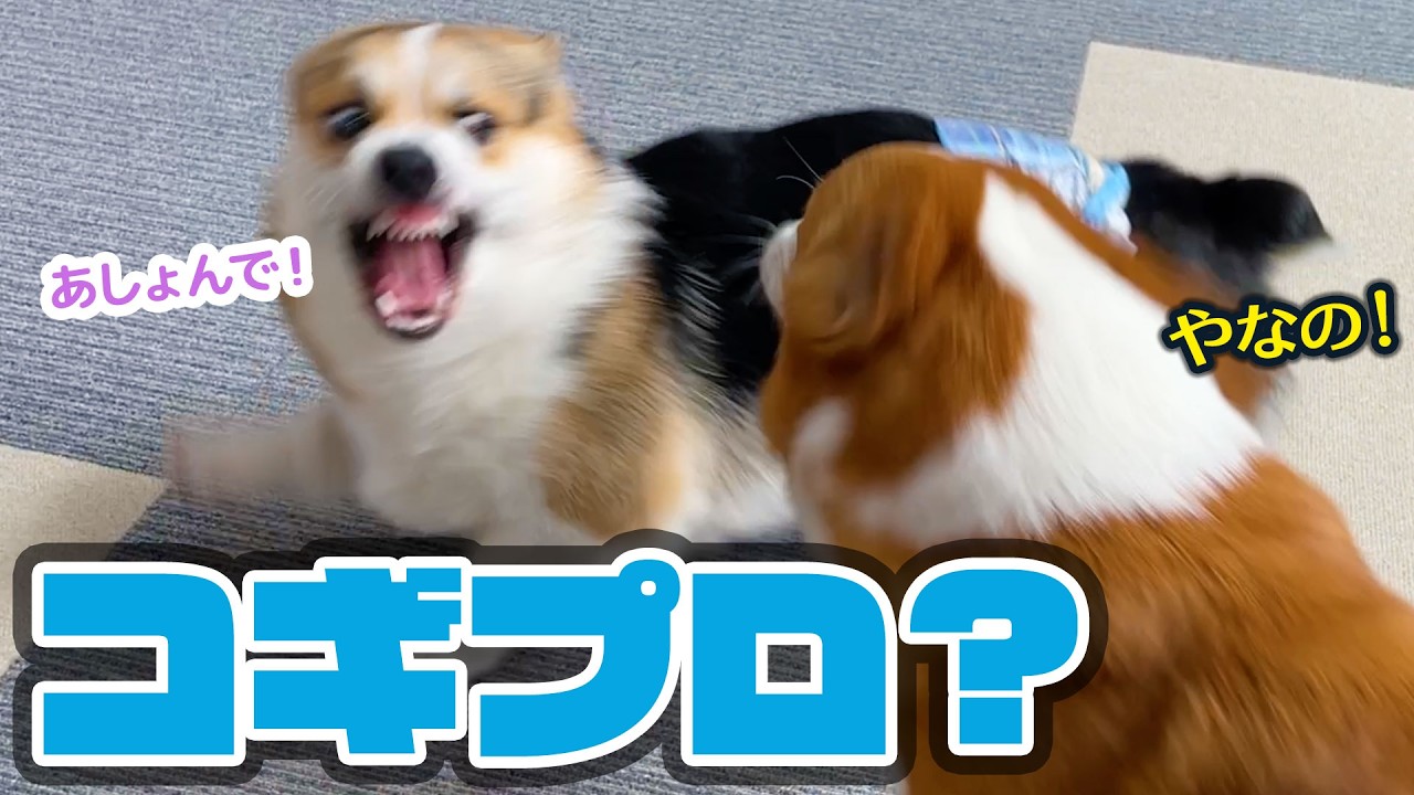 【コーギー】兄コーギーと遊びたすぎる弟コーギー🐶有り余っているパワーを公園散歩で発散してきました‼️【コギプロ】