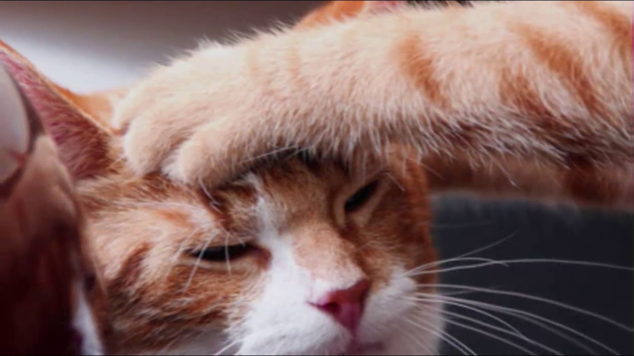 Runny Nose in Cats | Cat Care Tips