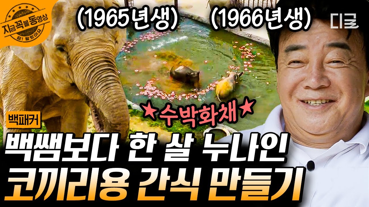 [#백패커] 코끼리에게 특별한 수박화채를 선물하라! 동물원까지 소문난 요리 실력으로 하다못해 코끼리 간식까지 만들어버리는 백종원🤣 | #지금꼭볼동영상