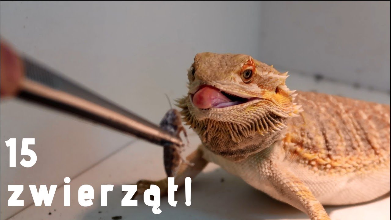 Karmię WSZYSTKIE moje zwierzęta 🦎🦎