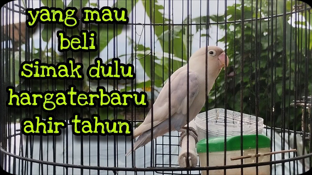 harga burung love bird pastel putih 2022
