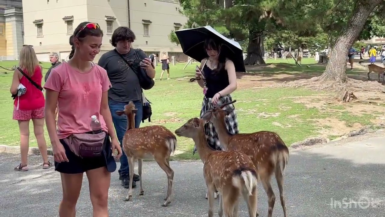 観光客が奈良公園で❤️たくさんの鹿を見て大喜#narapark #narajapan 