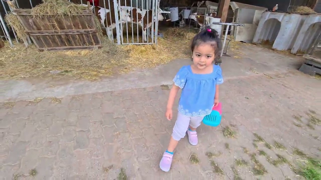Brown Cows in Germany #cowvideos #minicows #smallcow #babycows #browncow #farm