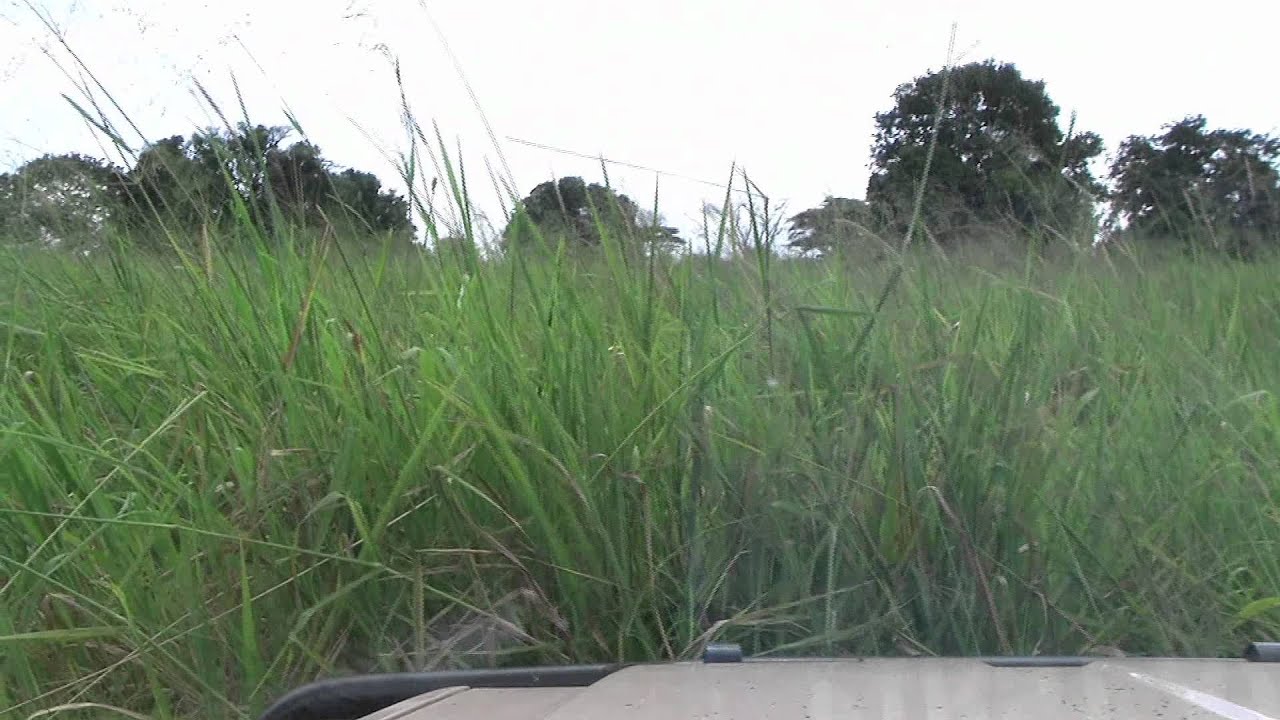 A drive into the tall grass!