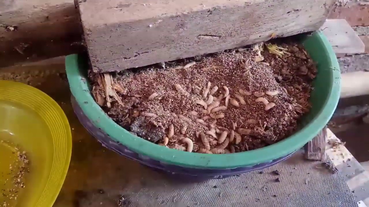 Cara mudah budidaya maggot bsf dari kotoran ayam bagi pemula