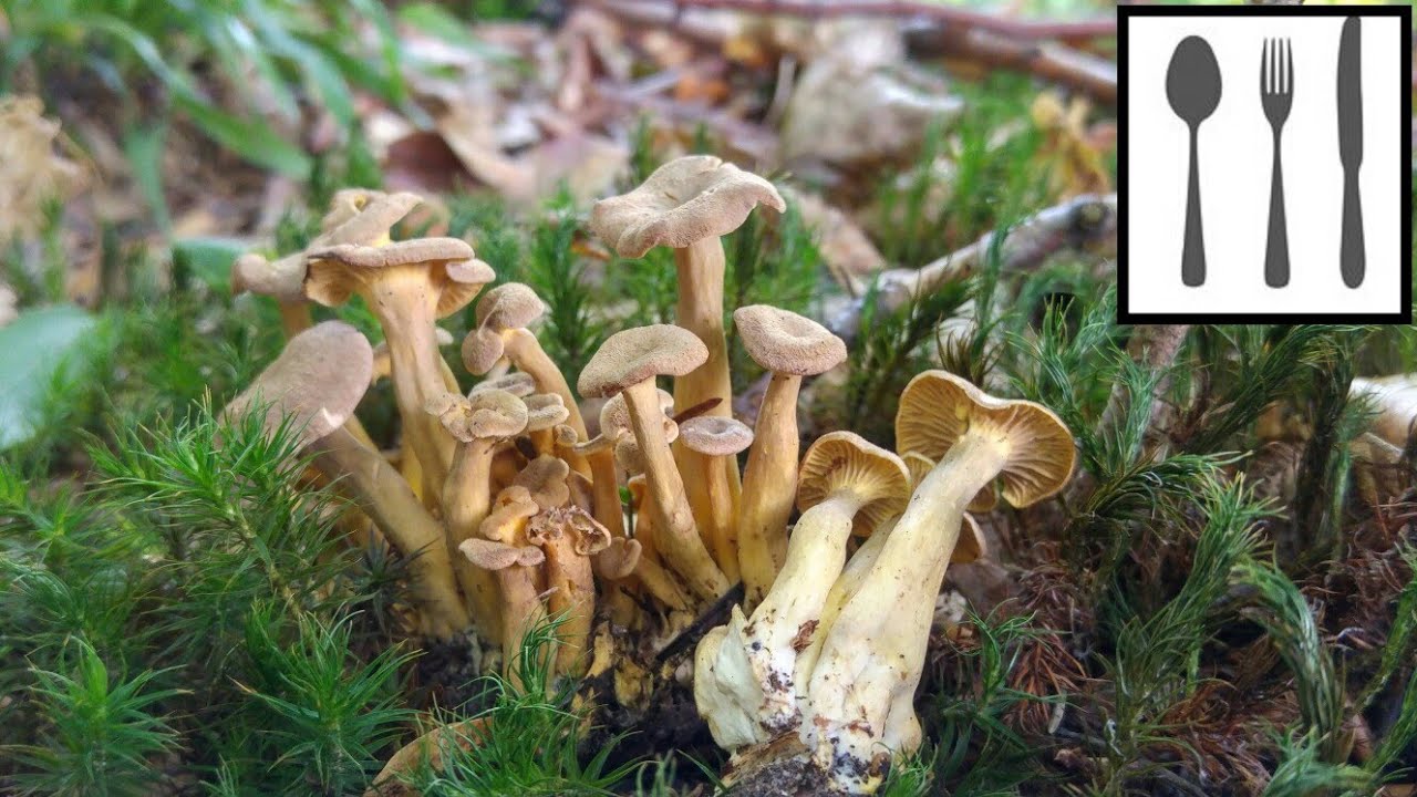 Pieprznik żyłkowany (Craterellus lutescens)