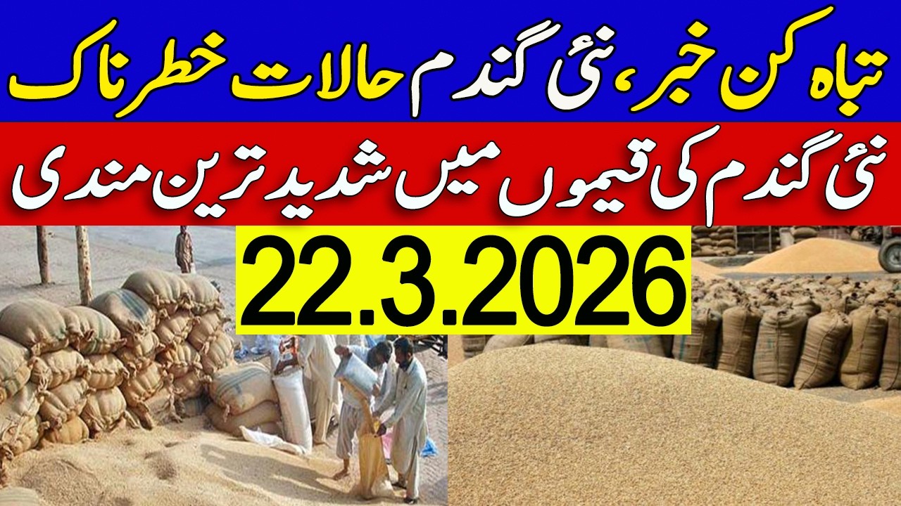 New Gandum Rates Today ! Wheat Support Price 2026