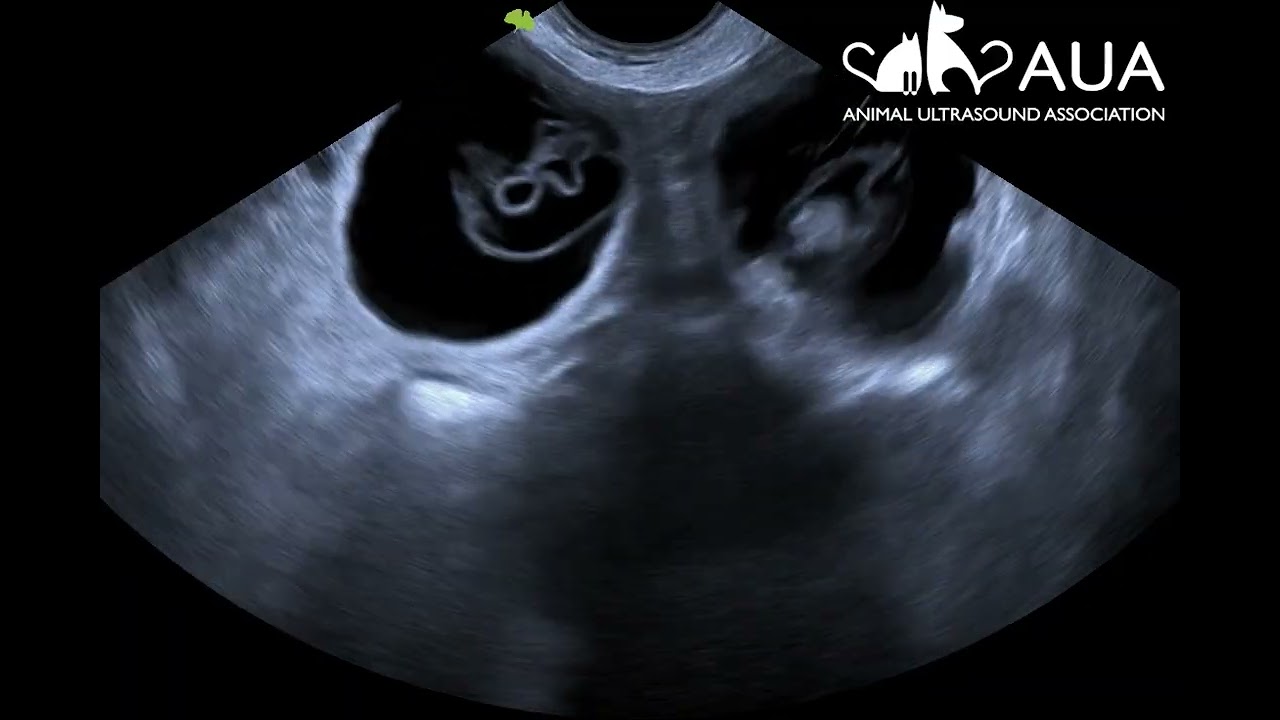 French Bulldog pregnancy scan at approximately 5 weeks