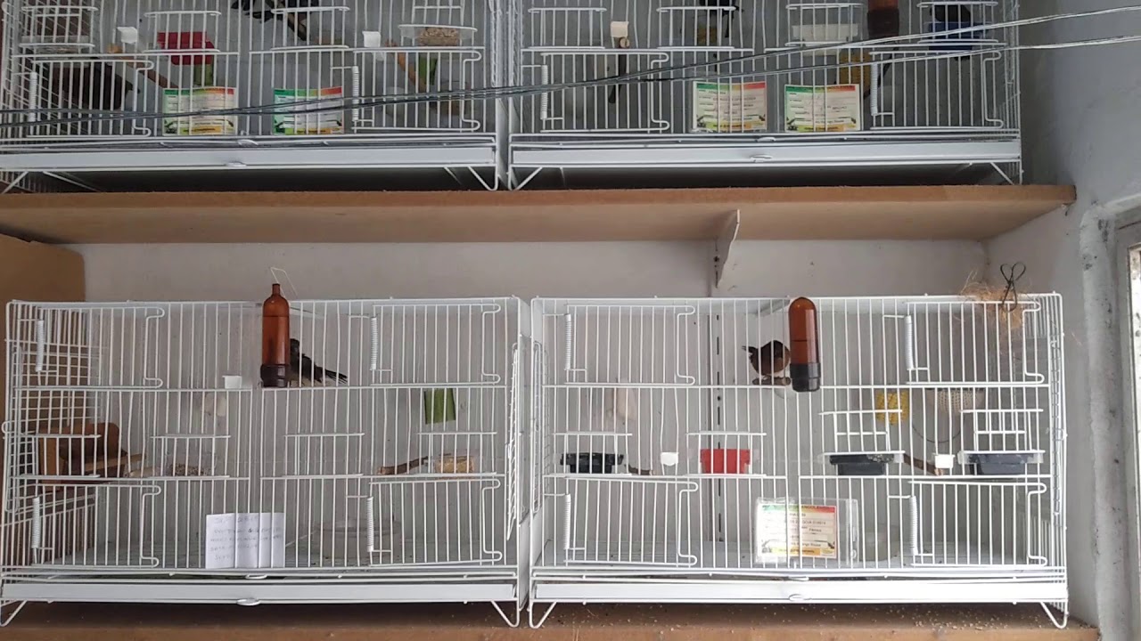 Quando separar filhotes de curió