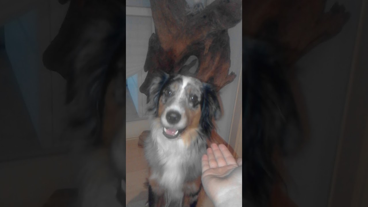 Hund isst lekerlie