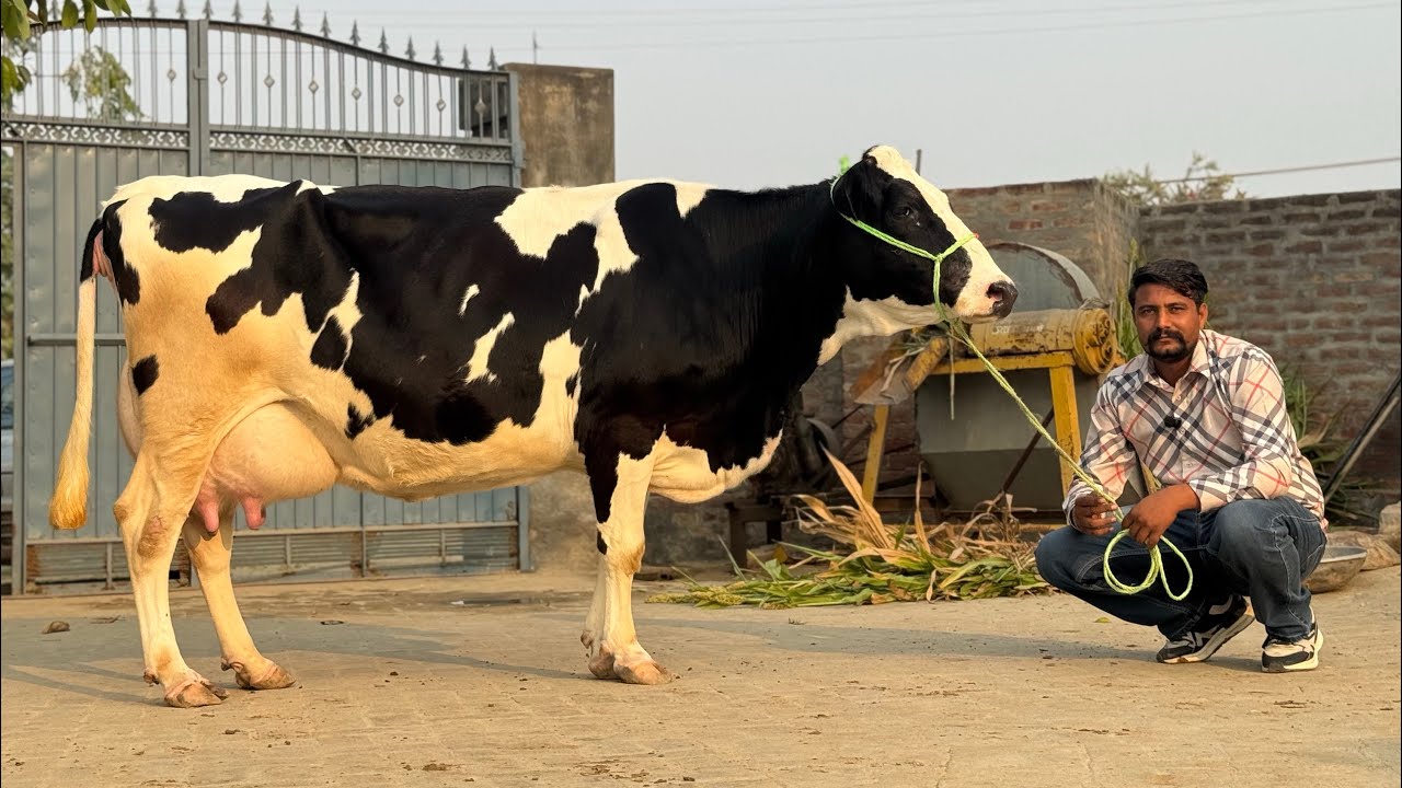 10 HF Cow || Milk Capacity- 30 kg || Rate- 85,000 💸 || Inder Dairy Farm
