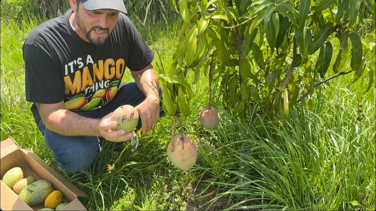 MANGO PICKING(2025)