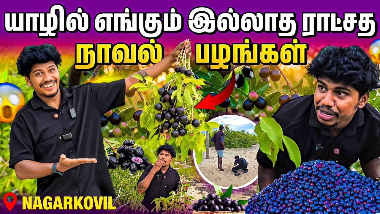 நாவல் பழ வேட்டை | Fresh Natural JAMUN FRUITS | Nagarkovil | Rj With Kj