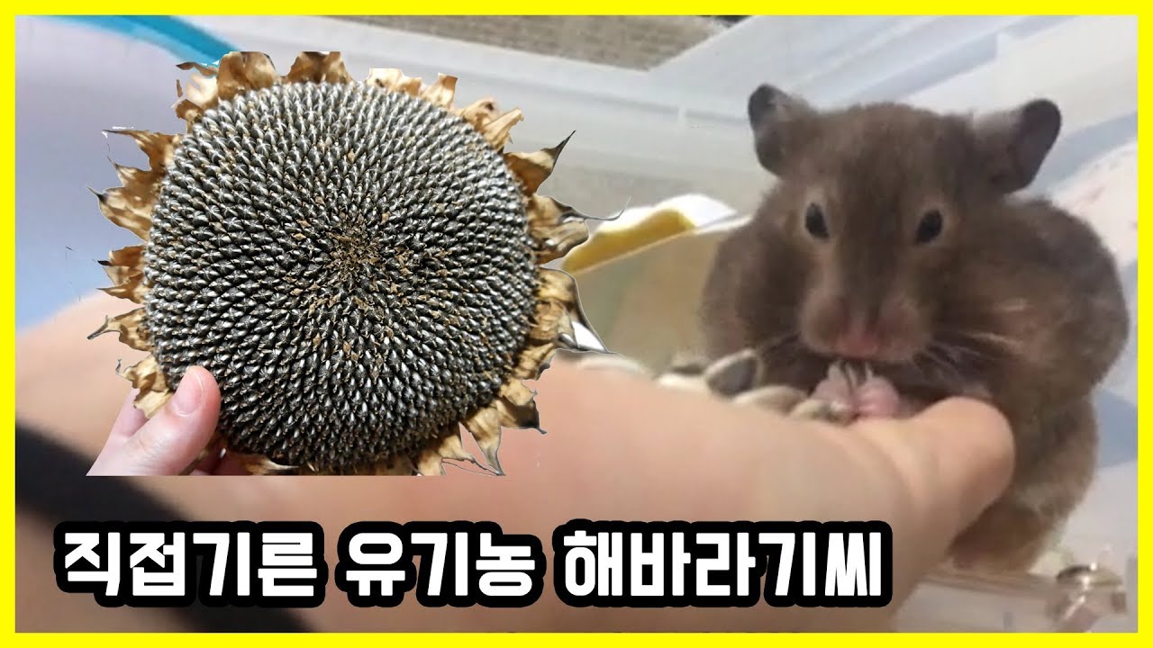 직접기른 유기농 해바라기씨를 햄스터에게 줬을때 반응은??