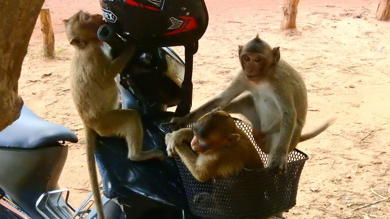 Look At Cruella Monkey Makes Funny To Steals Other Baby Monkeys!