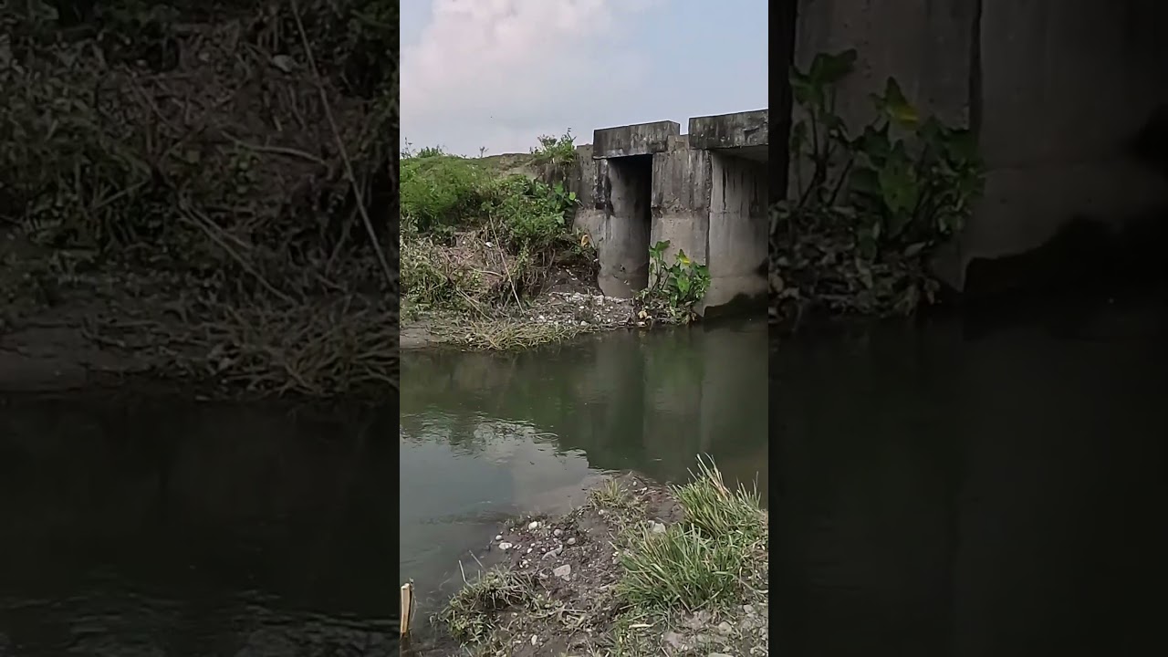 Fishing trap #assam #fishingtrap #viralshort